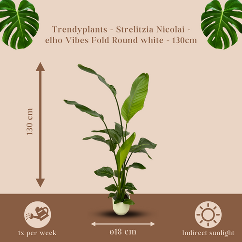 Trendyplants - Strelitzia Nicolai inclusief elho Vibes Fold Round wit - 130 cm - Ø18cm - vtwonen shop