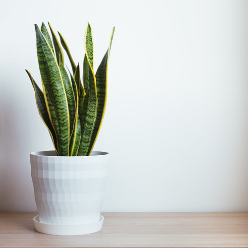 Plant in a Box Sansevieria Laurentii - Vrouwentong - Pot 21cm - Hoogte 65-75cm - vtwonen shop