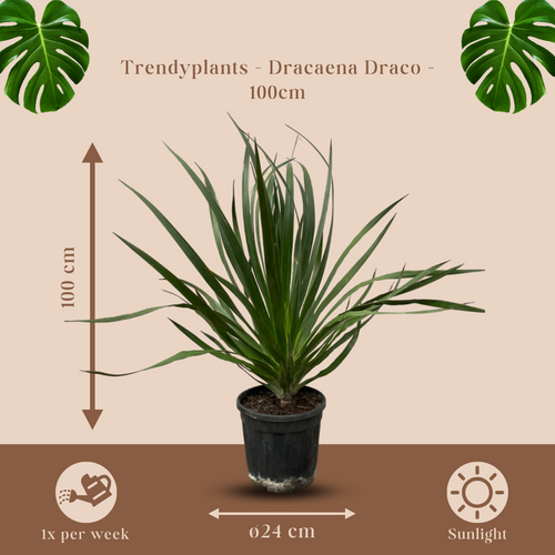 Trendyplants - Dracaena Draco - Tuinplant - Hoogte 90-110 cm - Potmaat Ø24cm - vtwonen shop