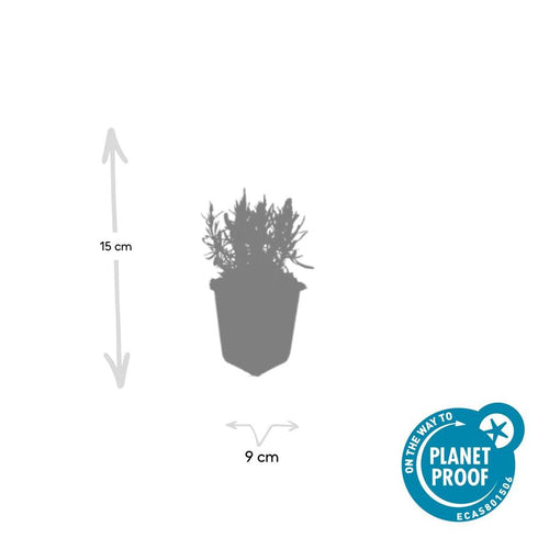 Trendyplants - Lavandula angustifolia 'Munstead' - 24 stuks - Lavendel - Winterhard - Hoogte 10-30 cm - Potmaat Ø9cm - vtwonen shop