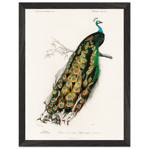 Poster met Lijst Charles Dessalines d'Orbigny - Indian peafowl (pavo cristatus)   - 30x40 cm -
