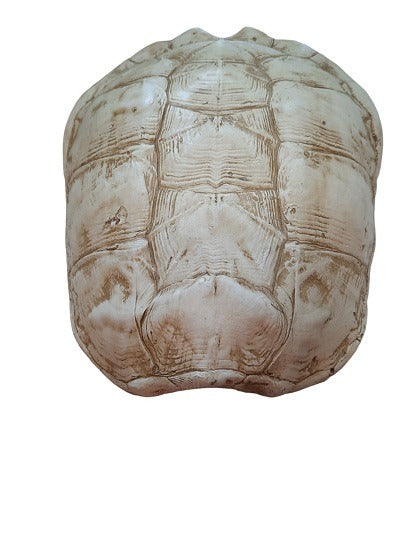 FurniLux Katana Large White - Schildpad - 28x12x57cm - vtwonen shop