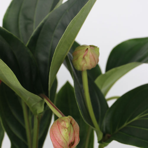 Plant in a Box kamerplant Medinilla magnifica - hoogte 55-60cm - pot 17cm - vtwonen shop