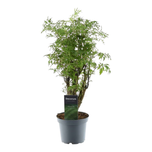 Trendyplants - Polyscias Hawaiiana Ming - Aralia - Kamerplant - Hoogte 35-55 cm - Potmaat Ø12cm - vtwonen shop