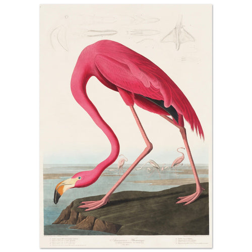 Artfulprints  American flamingo   poster A4 21x29.7 cm - vtwonen shop