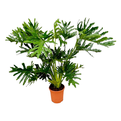 Trendyplants - Philodendron Selloum - Lace Tree Philodendron - Kamerplant - Hoogte 140-160 cm - Potmaat Ø30cm - vtwonen shop