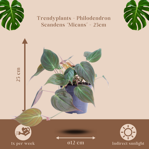 Trendyplants - Philodendron Scandens 'Micans' - Kamerplant - Hoogte 15-35 cm - Potmaat Ø12cm - vtwonen shop