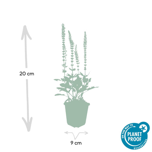 Trendyplants - Salvia Nemorosa 'Ostfriesland' - 12 stuks - Salie - Winterhard - Hoogte 10-25cm - Potmaat Ø9cm - vtwonen shop