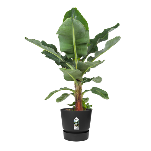 elho greenville rond 40 living black | Bloempot | Geschikt voor binnen & buiten
