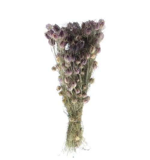 My Flowers.shop Gedroogde naturelle Nigella "Black Pod" droogbloemen | Lengte 60 centimeter | Per bos - vtwonen shop