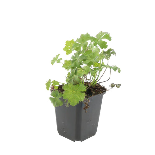 Trendyplants - Geranium cantabrigiense 'Biokovo' - 12 stuks - Ooievaarsbek - Winterhard - Hoogte 10-25cm - Potmaat Ø9cm - vtwonen shop