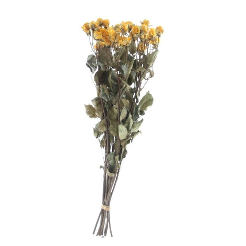 My Flowers.shop Tien gedroogde gele trosrozen | Lengte 50 centimeter | Per bos te bestellen - vtwonen shop