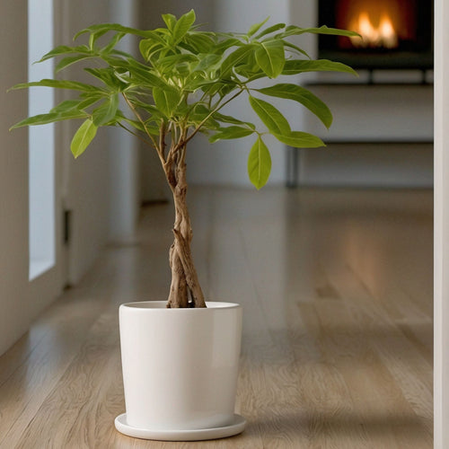 Plant in a Box Pachira aquatica 'Geldboom' - Pot 17cm - Hoogte 60-70cm - vtwonen shop