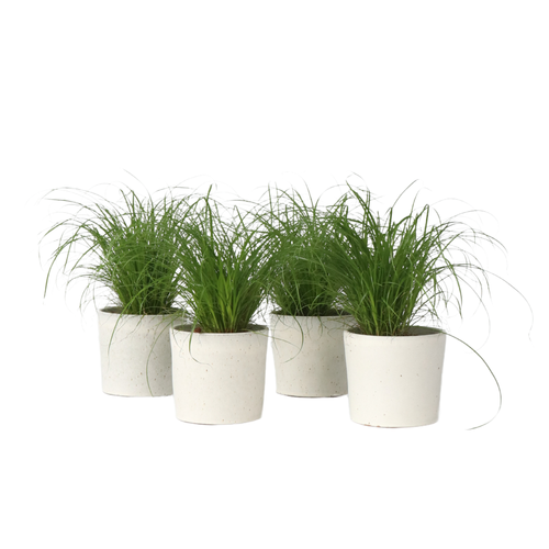 Plant in a Box kamerplant Cyperus Kattengras - hoogte 30-40cm - pot 12cm - vtwonen shop