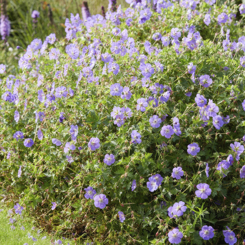 Trendyplants - Geranium Rozanne - 12 stuks - Ooievaarsbek - Hoogte 20-30cm - Potmaat Ø9cm - vtwonen shop