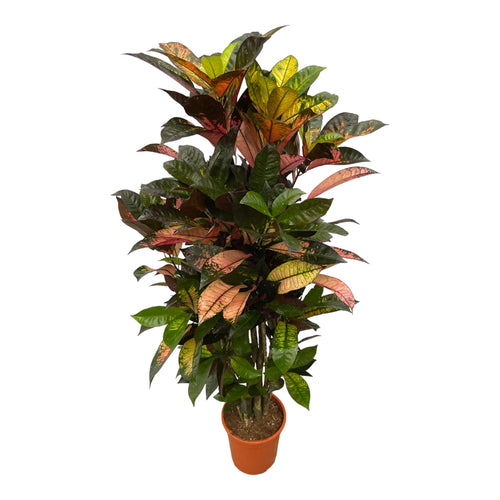 Trendyplants - Codiaeum Iceton vertakt - Croton - Kamerplant - Hoogte 110-130 cm - Potmaat Ø21cm - vtwonen shop