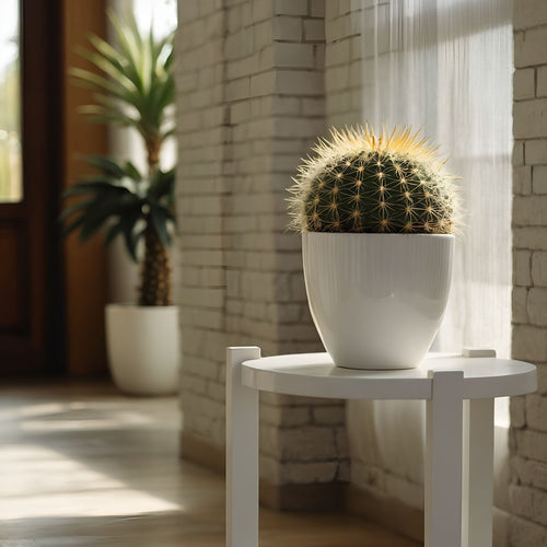 Plant in a Box Echinocactus grusonii - Schoonmoedersstoel - Cactus - Pot 25cm - Hoogte 40–45cm - vtwonen shop