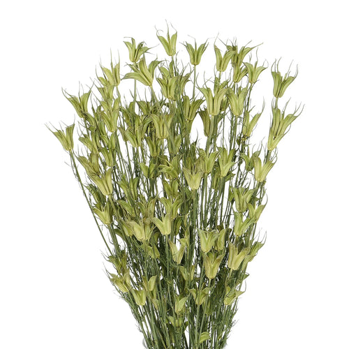 My Flowers.shop Gedroogde groen naturelle Nigella Orientalis droogbloemen | Lengte 55 centimeter | Per bos - vtwonen shop