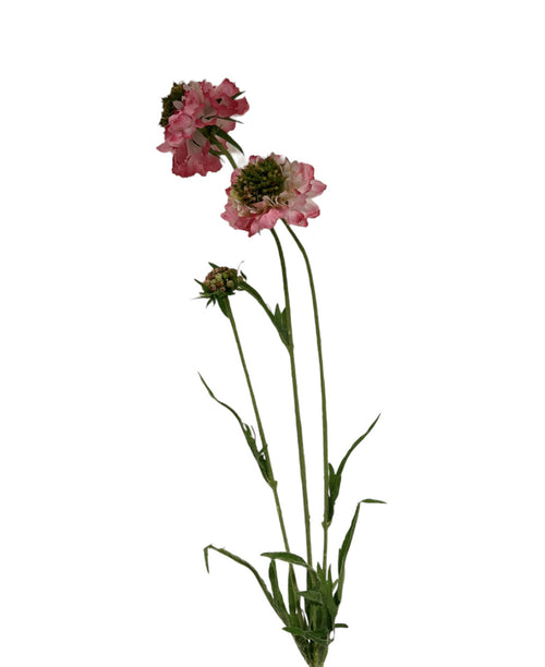 My Flowers.shop Roze scabiosa zijden bloem | Lengte 65 centimeter | Per stuk - vtwonen shop