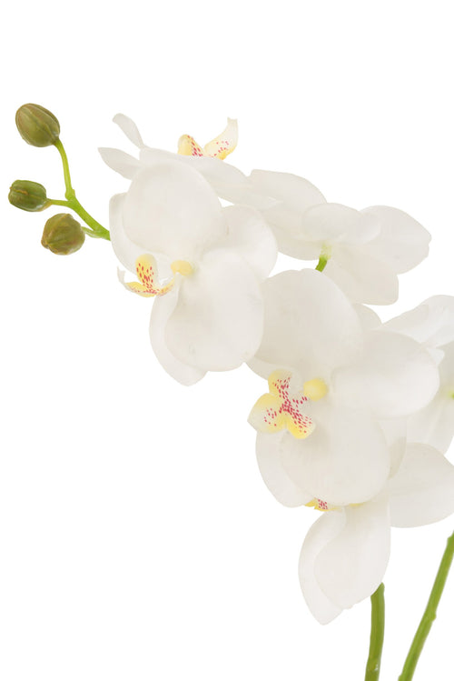 J-Line plant Orchidee In Aarde - kunststof - wit/groen - medium