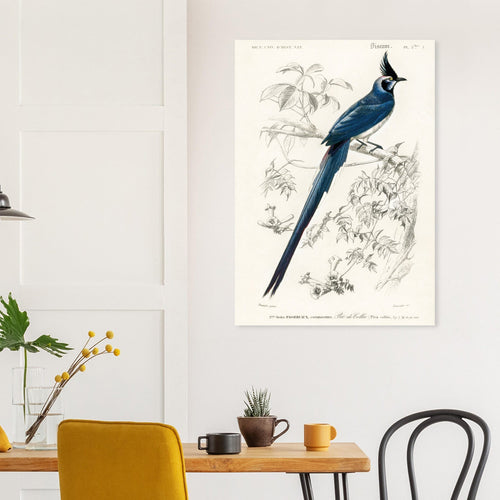 Artfulprints Poster met Lijst Charles Dessalines d'Orbigny - Black-throated magpie-jay (pica colliei)   - 50x70 cm - Blauw