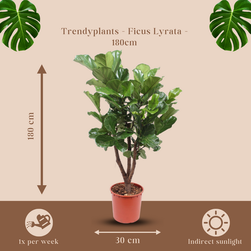 Trendyplants - Ficus Lyrata vertakt - Tabaksplant - Kamerplant - Hoogte 170-190 cm - Potmaat Ø30cm - vtwonen shop