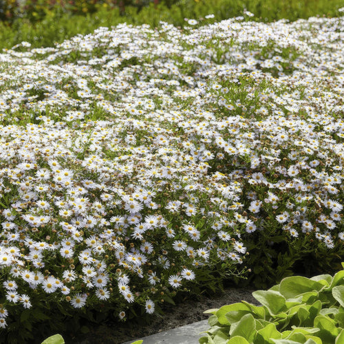 Trendyplants - Aster ageratoides 'Ashvi' - 40 stuks - Herfstaster - Winterhard - Hoogte 20-30 cm - Potmaat Ø9cm - vtwonen shop