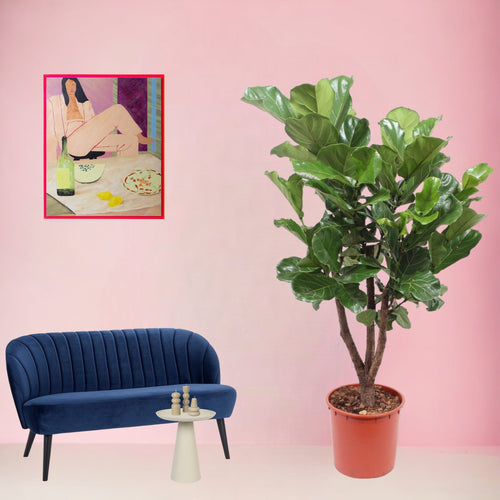 Trendyplants - Ficus Lyrata vertakt - Tabaksplant - Kamerplant - Hoogte 170-190 cm - Potmaat Ø30cm - vtwonen shop