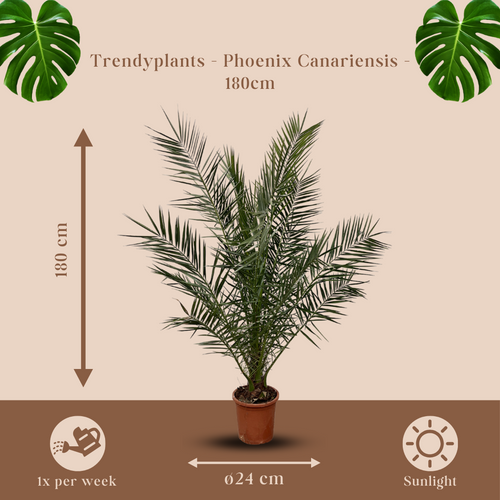 Trendyplants - Phoenix Canariensis - Dadelpalm - Winterhard - Hoogte 170-190 cm - Potmaat Ø24cm - vtwonen shop