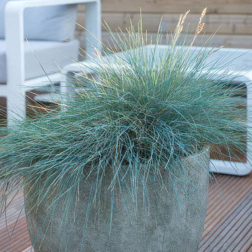 Trendyplants - Festuca glauca 'Elijah Blue' - 20 stuks - Zwenkgras - Winterhard  - Hoogte 10-25cm - Potmaat Ø9cm - vtwonen shop