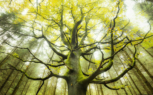 Sanders & Sanders fotobehang bomen groen - 450 x 280 cm - 612616 - vtwonen shop