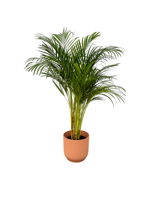 Trendyplants - Areca palm - ↨130cm - Ø24cm inclusief elho Vibes Fold Round roze Ø30cm x ↨27cm - vtwonen shop