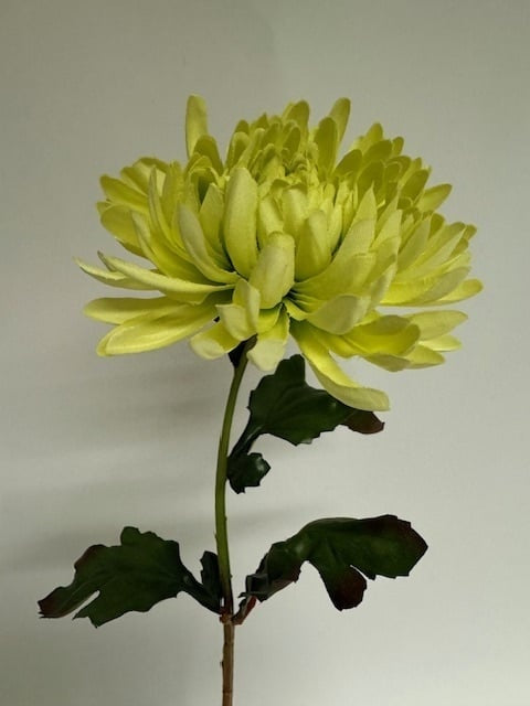 My Flowers.shop Groene chrysant zijden bloem | Lengte  60 centimeter | Per stuk - vtwonen shop