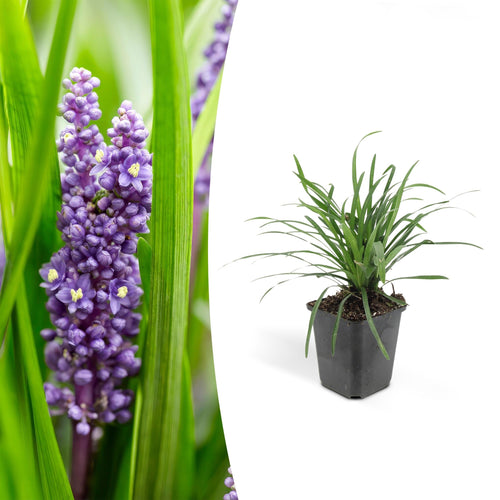 Trendyplants - Liriope muscari 'Big Blue' - 12 stuks - Leliegras - Winterhard - Hoogte 10-25cm - Potmaat Ø9cm - vtwonen shop