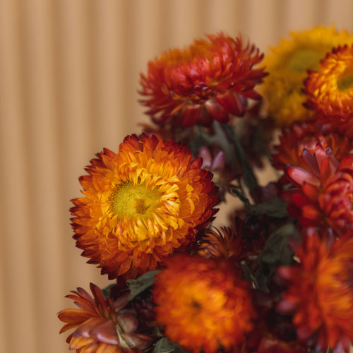 My Flowers.shop Gedroogde oranje Helichrysum | Oranje strobloemen droogbloemen | Lengte 55 centimeter | Per stuk - vtwonen shop