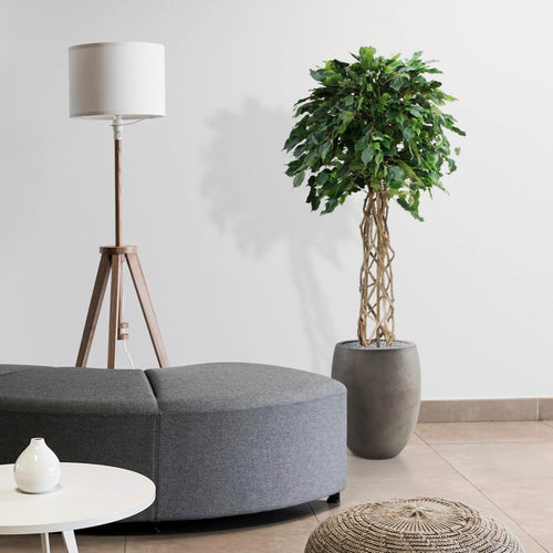 Maxifleur Ficus Exotica bol kunstplant op stam 150cm