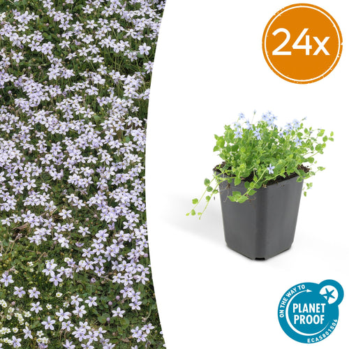 Trendyplants - Isotoma fluviatilis - 24 stuks - Blauwkussen / Kruiplobelia - Winterhard - Hoogte 10-30 cm - Potmaat Ø9cm - vtwonen shop