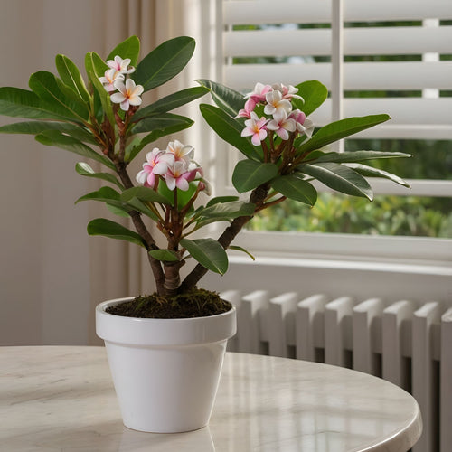 Plant in a Box Plumeria Frangipani Hawaii - Pot 17cm - Hoogte 45-55cm - vtwonen shop