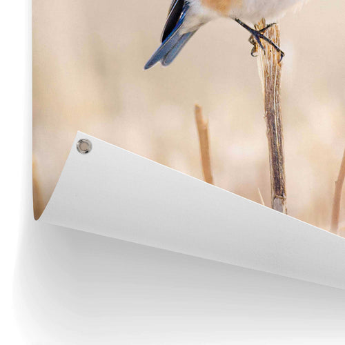 Reinders tuinposter Blauw vogeltje - 80x60cm