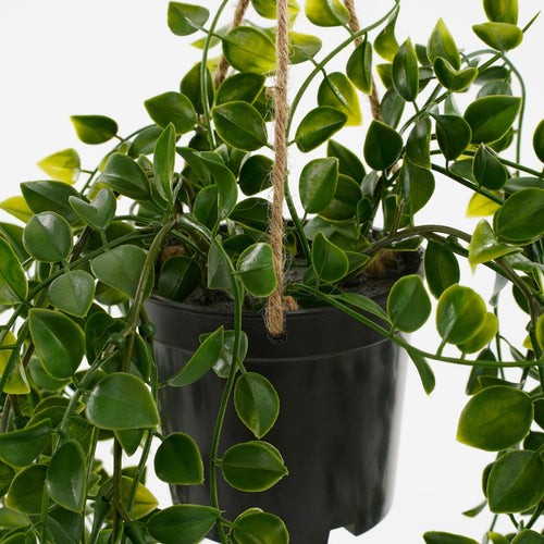 Mica Decorations Ficus Kunst Hangplant in Pot - H46 x Ø20 cm - Groen - vtwonen shop