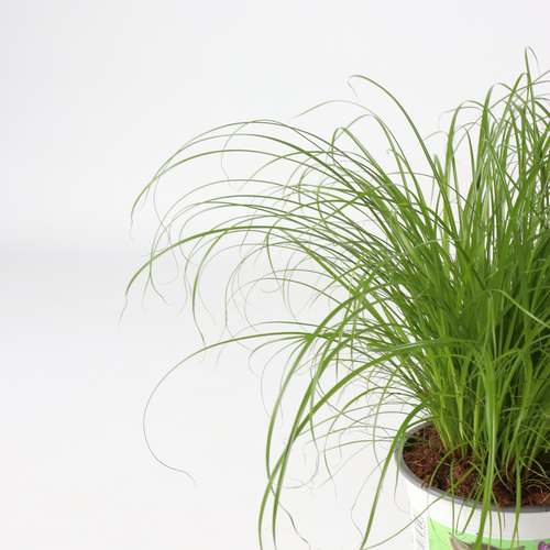 Plant in a Box kamerplant Cyperus Kattengras - hoogte 30-40cm - pot 12cm - vtwonen shop