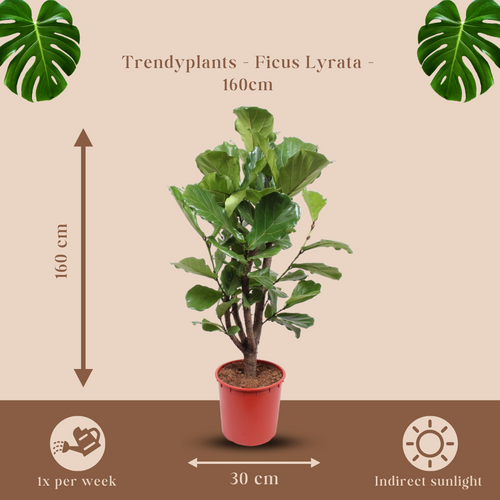 Trendyplants - Ficus Lyrata vertakt - Tabaksplant - Kamerplant - Hoogte 140-160 cm - Potmaat Ø24cm - vtwonen shop