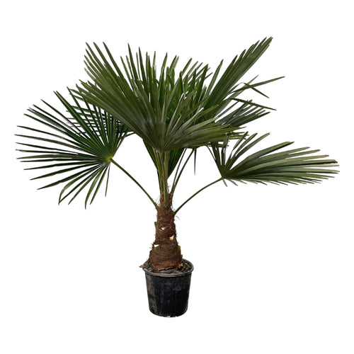 Trendyplants - Trachycarpus Fortuneii - Winterharde palmboom - Hoogte 90-110 cm - Chinese waaierpalm - Tuinplant - Potmaat Ø21cm - vtwonen shop