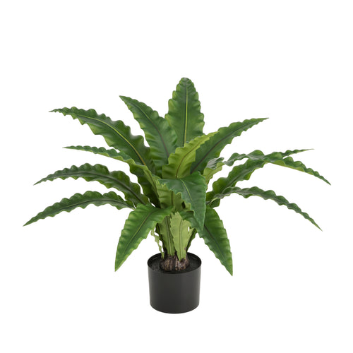 Maxifleur Asplenium Kunst Varen RT 60cm