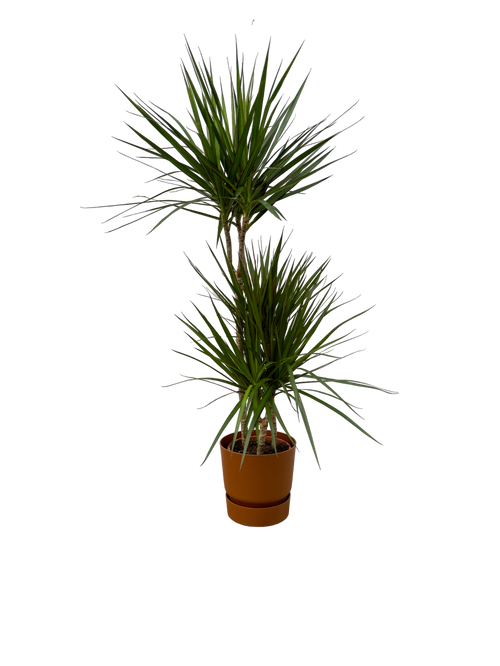 Trendyplants - Dracaena Marginata - ↨120cm - Ø21cm inclusief elho Greenville Round bruin Ø24cm x ↨23cm - vtwonen shop