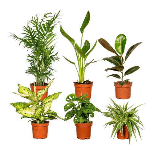 Trendyplants - Verrassingsbox - 6x Kamerplant - Hoogte 20-35 cm - Potmaat Ø10,5-12cm - vtwonen shop