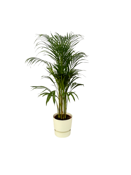 Trendyplants - Areca palm - ↨110cm - Ø21cm inclusief elho Greenville Round wit Ø24cm x ↨23cm - vtwonen shop