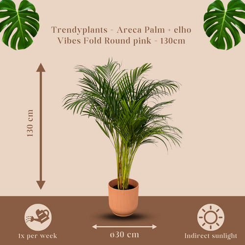 Trendyplants - Areca palm - ↨130cm - Ø24cm inclusief elho Vibes Fold Round roze Ø30cm x ↨27cm - vtwonen shop