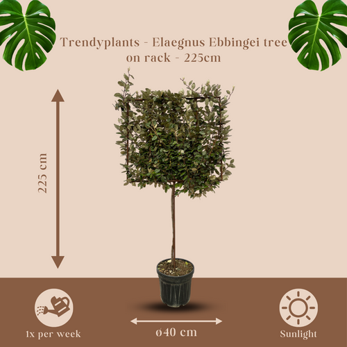 Trendyplants - Elaeagnus Ebbingei boom op rek - Olijfwilg - Tuinplant - Hoogte 215-235 cm - Potmaat Ø40cm - vtwonen shop