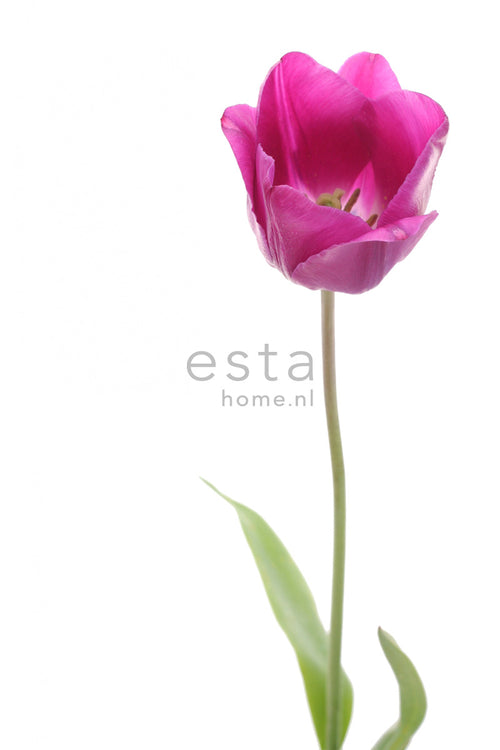 ESTAhome fotobehang tulp roze en groen - 93 x 211.5 cm - 156502 - vtwonen shop